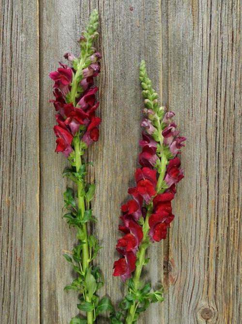 BURGUNDY SNAPDRAGONS